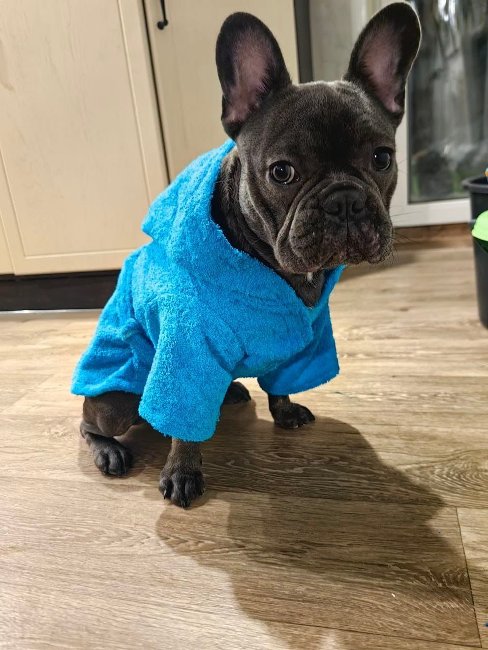 снимок Халат для собак махровый голубой от магазина BIO-TEXTILES ОПТ